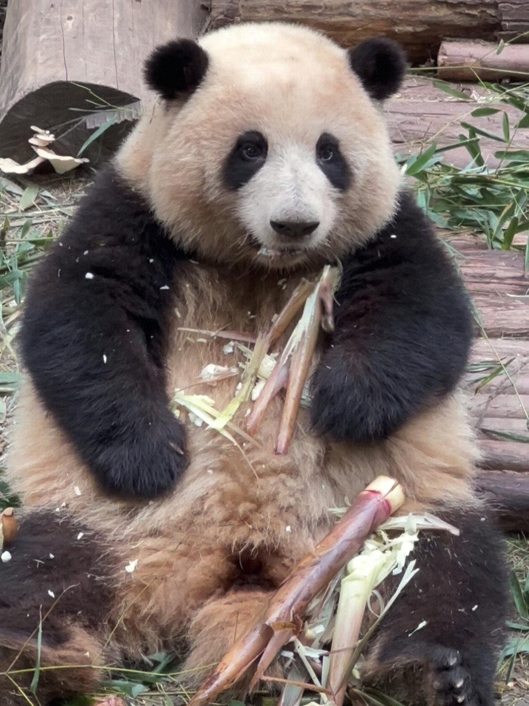 天府之国是什么动物移动端